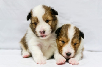 シェルティー ブリーダー シェルティーの子犬が飼いたい 人気のブリーダーを紹介 Documents Openideo Com