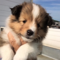 シェットランドシープドッグ仔犬 シェットランドシープドッグ仔犬