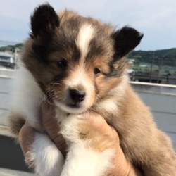 シェットランドシープドッグ仔犬 シェットランドシープドッグ仔犬