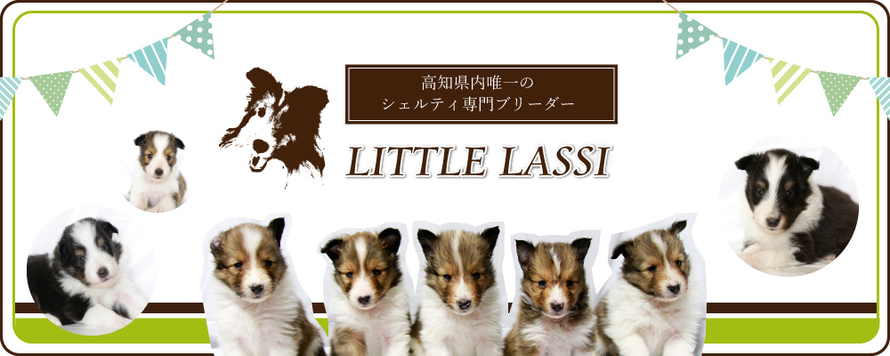 高知県唯一のシェルティ・ポメラニアン専門ブリーダー LITTLE LASSI