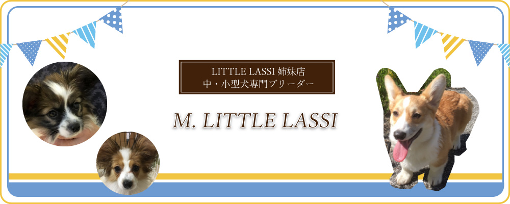 小型犬専門ブリーダー　M.LITTLE LASSI