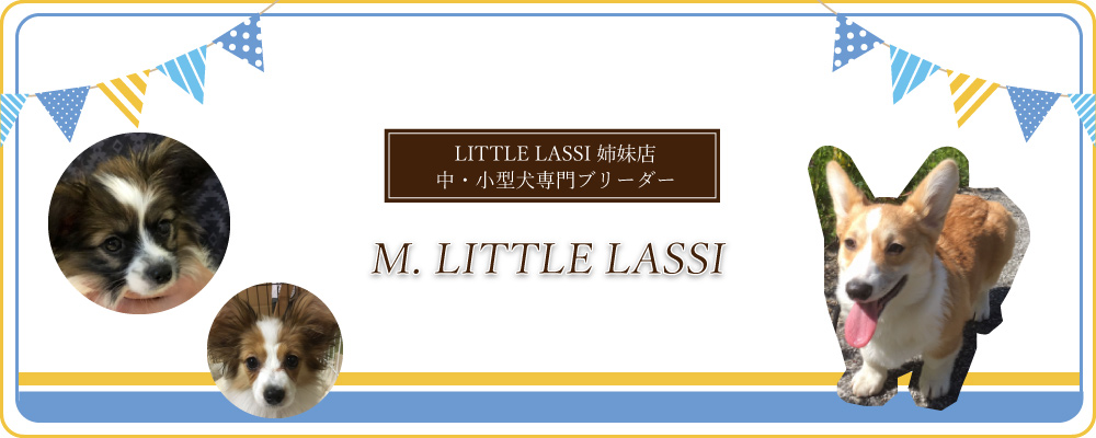 小型犬専門ブリーダー M.LITTLE LASSI